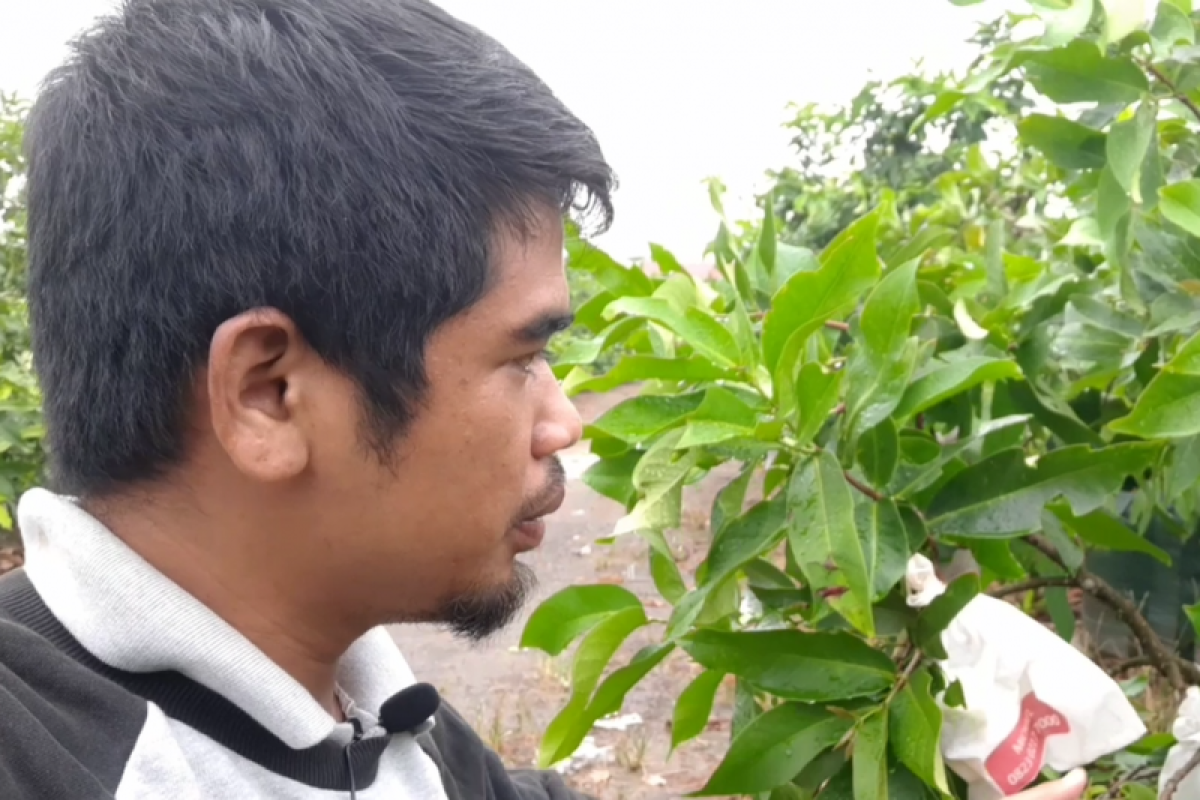 Berita Vlog: Melihat Kebun Jambu Air Super Manis di Kalbar