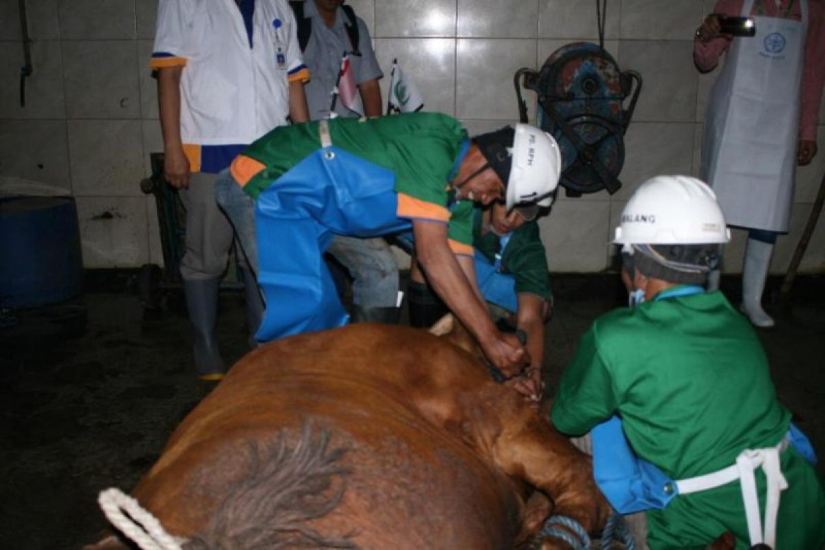 RPH Kota Malang pastikan predaran daging di Malang penuhi standar 