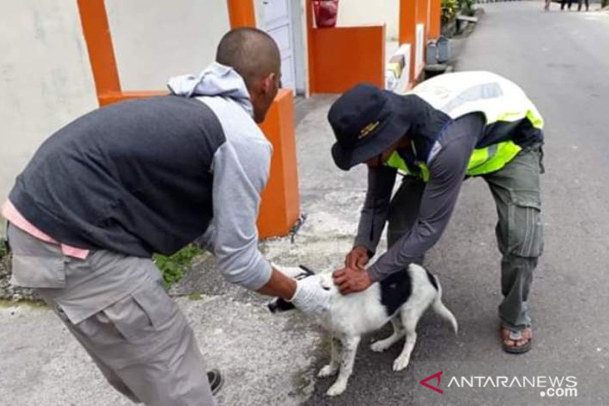 Ini cara Padang Panjang antisipasi penyebaran virus rabies