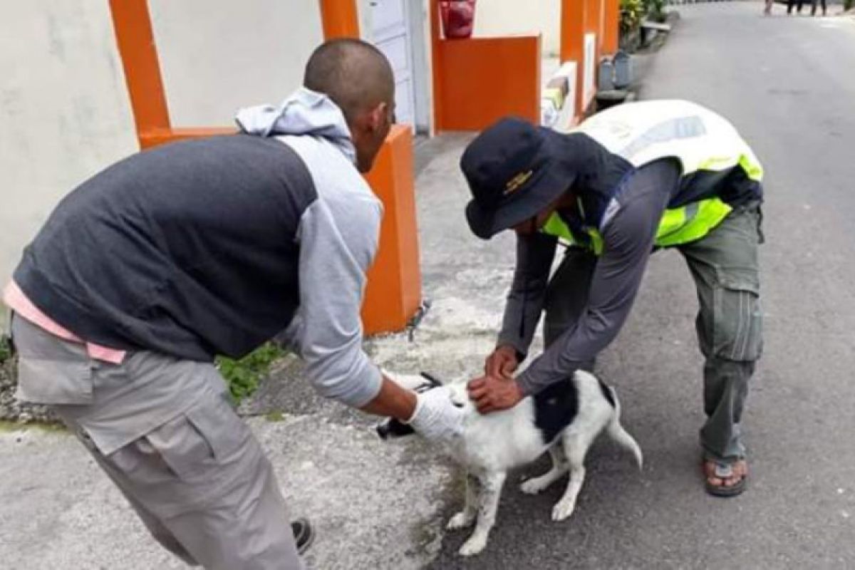 Dua warga meninggal akibat gigitan anjing rabies