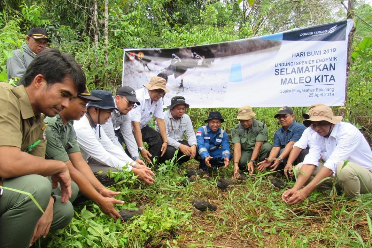 17 Maleo dilepasliarkan di Suaka Margasatwa Bakiriang