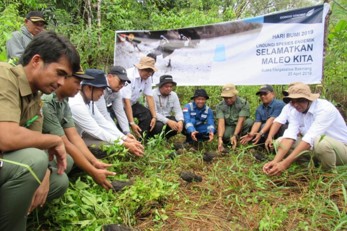 17 ekor burung maleo dilepasliarkan di Suaka Margasatwa Bakiriang