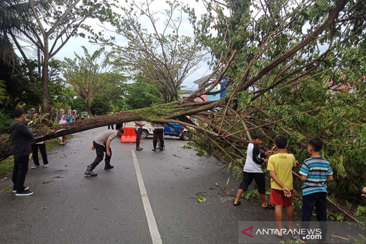 Angin kencang tumbangkan sejumlah pohon di Meulaboh