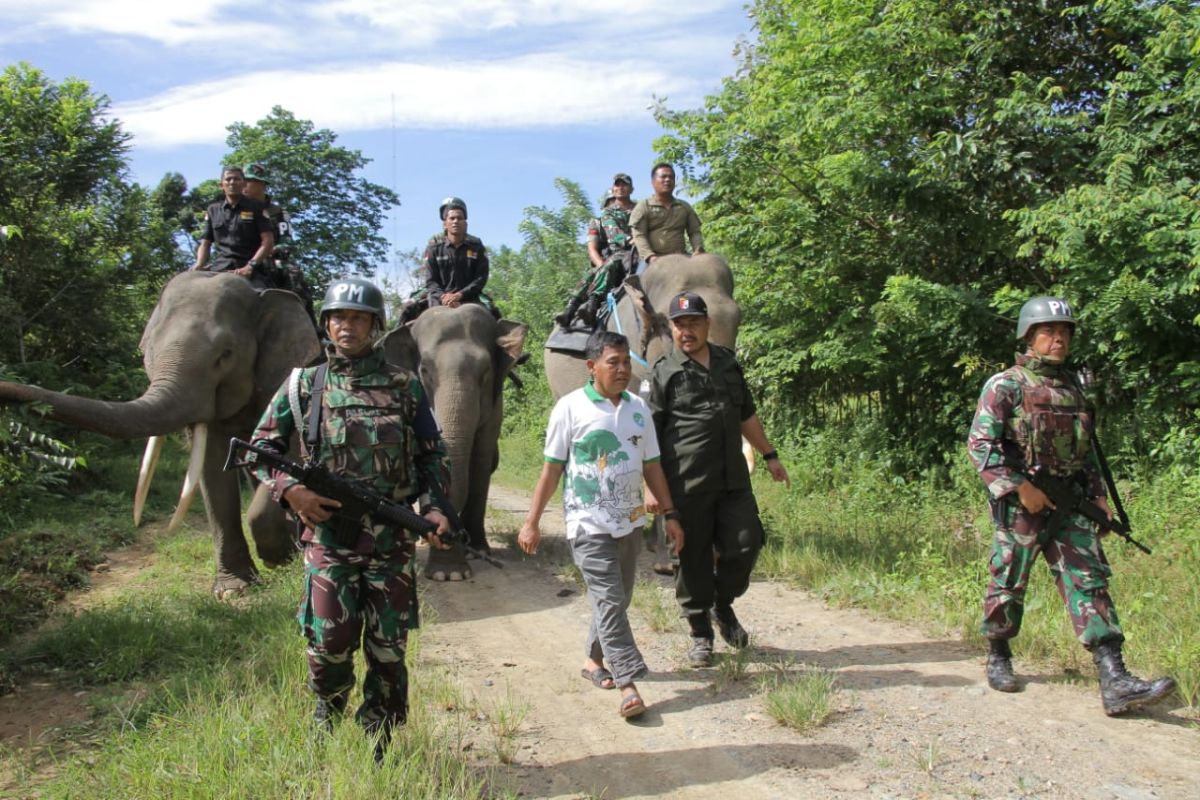 Populasi gajah di Aceh terancam punah