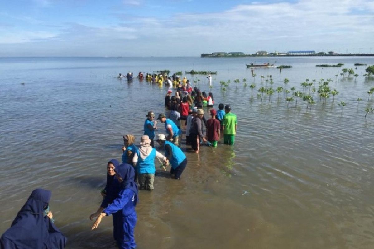 Sebanyak 15 ribu bibit mangrove ditanam di perkampungan nelayan Untia, Makassar