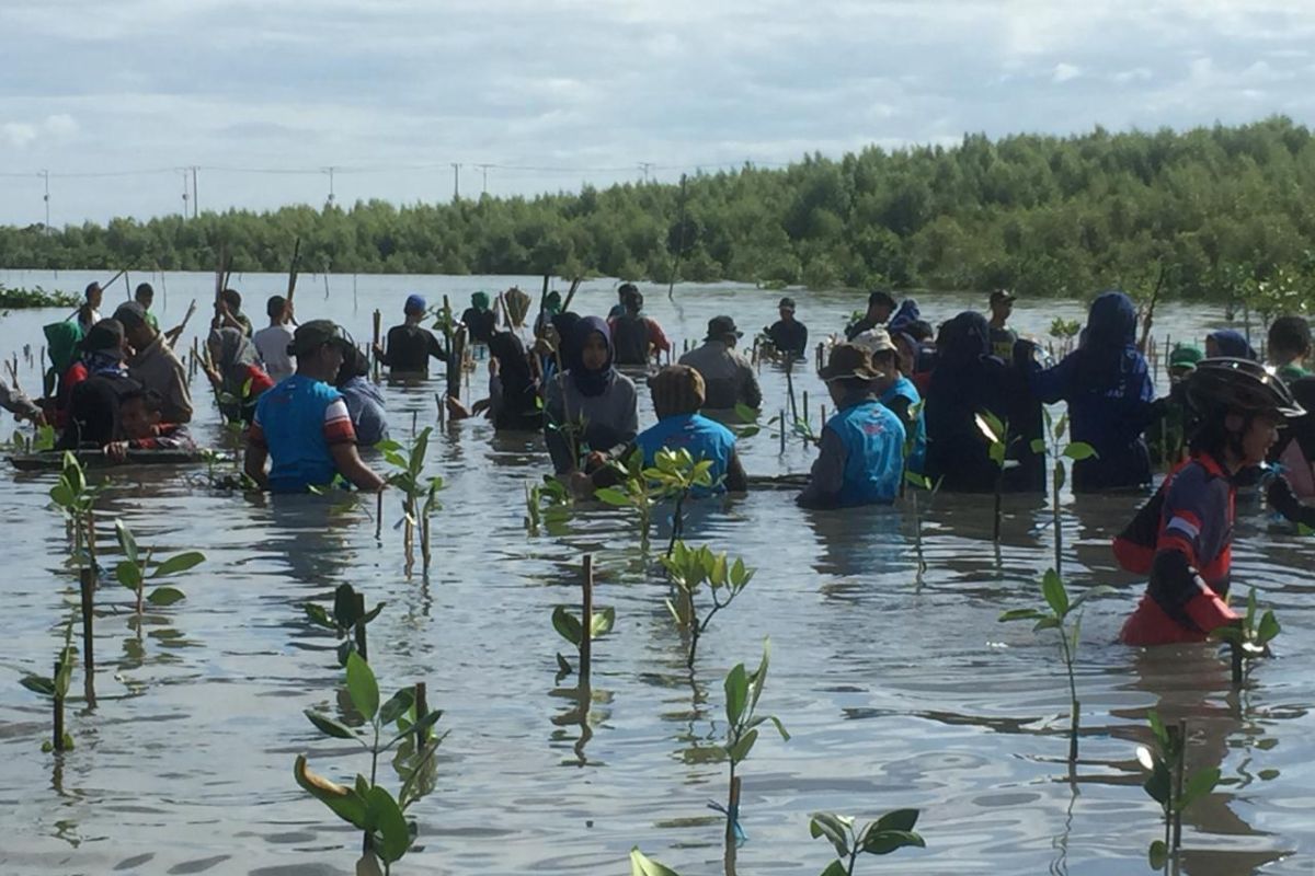 Tanam 15 ribu bibit mangrove peringati HKBN