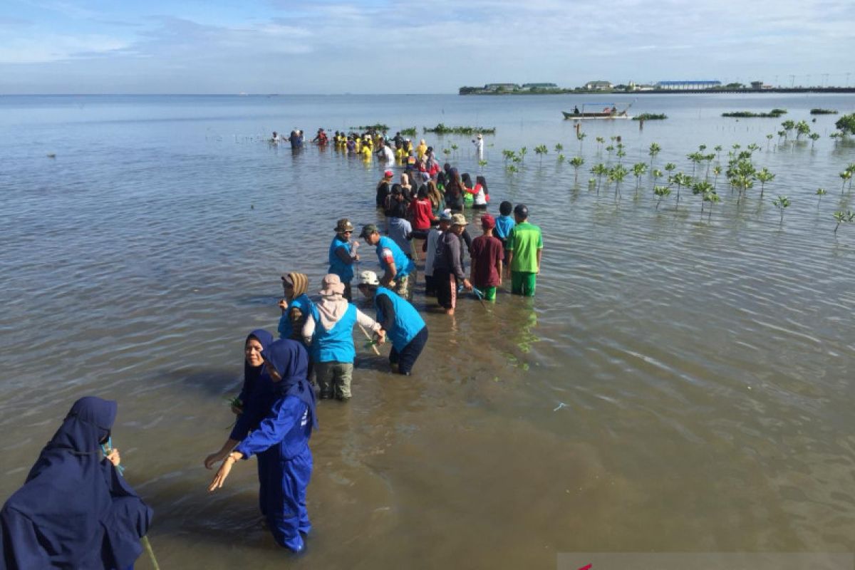 15 ribu bibit mangrove ditanam di perkampungan nelayan Untia, Makassar