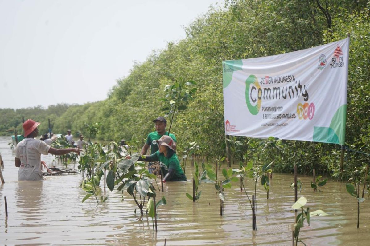 Semen Indonesia tanam 1.000 mangrove di pesisir Gresik.