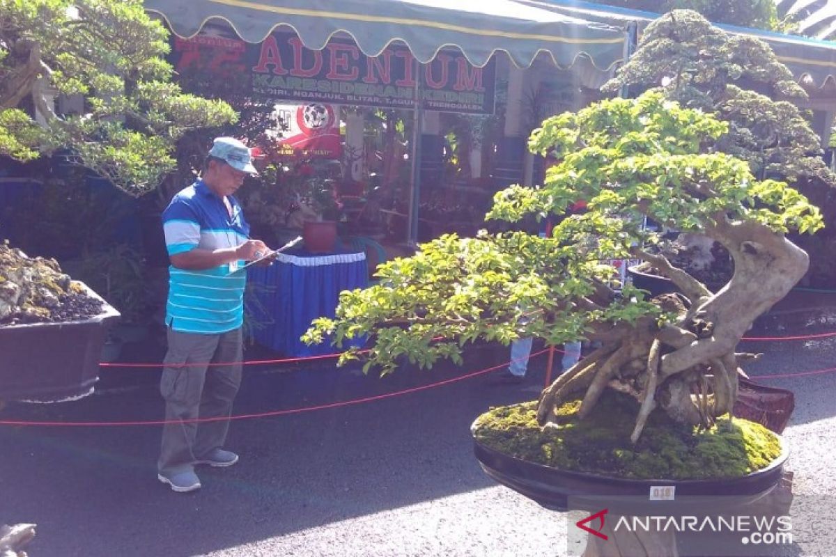 300 tanaman bonsai dipamerkan di Kabupaten Kediri