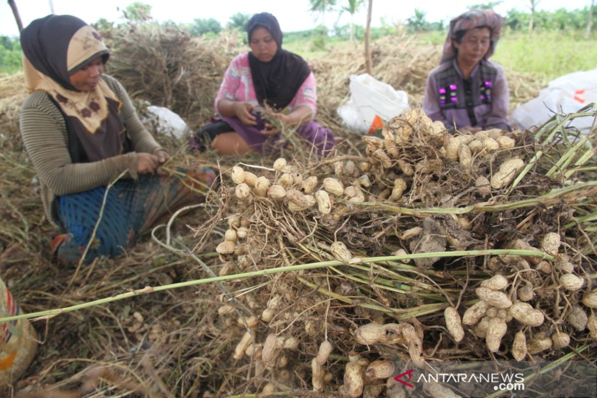 Petani Aceh Barat Manfaatkan Musim Ruang Untuk Tanam Kacang