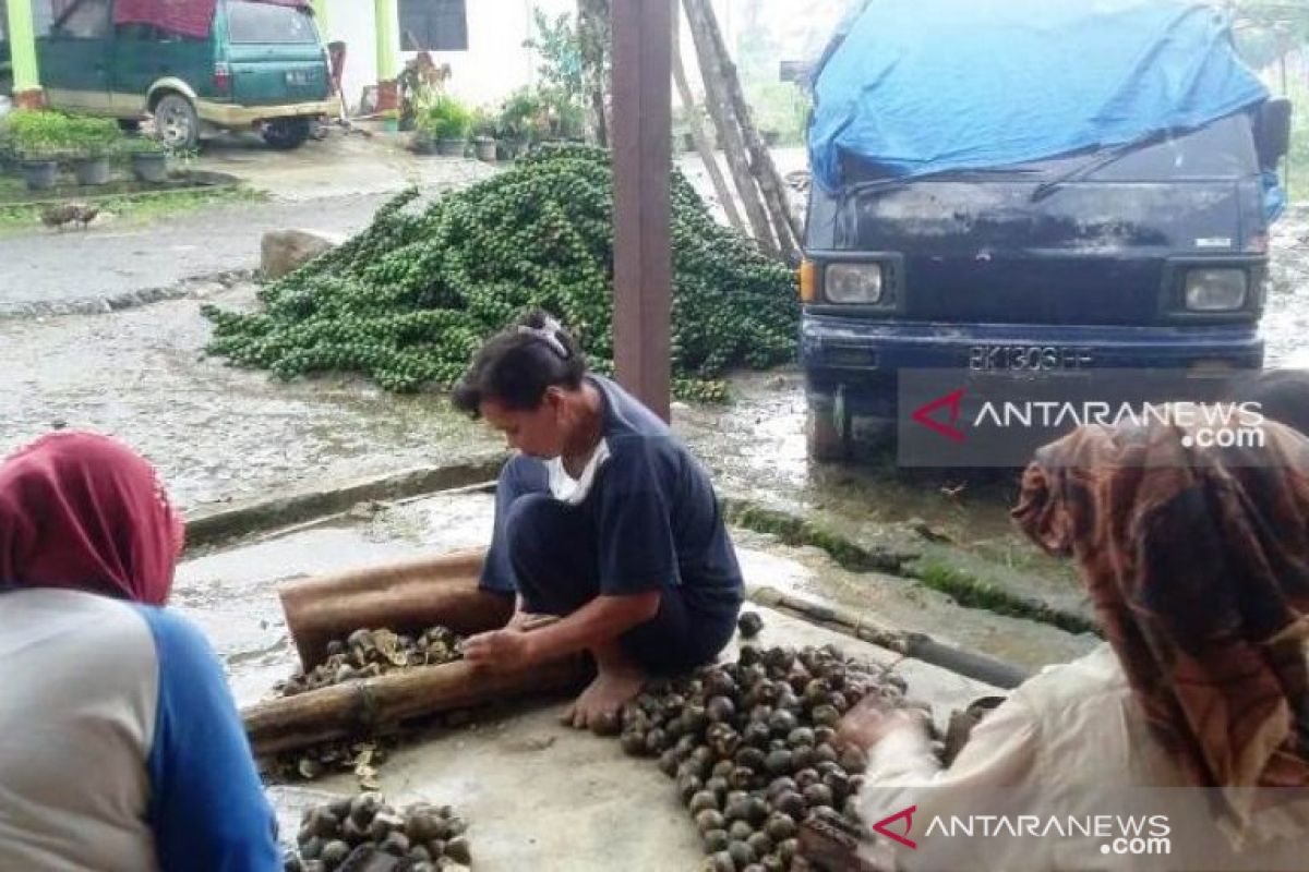 Sipirok Tapanuli Selatan, sentara kolang-kaling di Sumatera