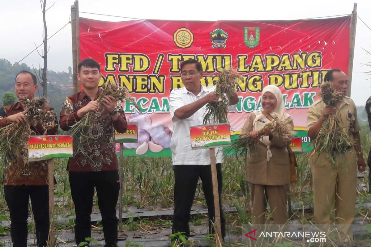 Importir asal Medan tanam bawang putih di Kabupaten Magelang