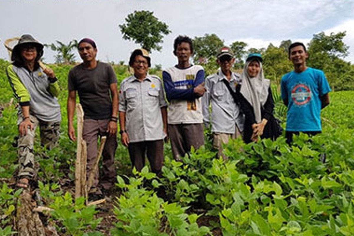 Suo-Suo Kabupaten Tebo potensial  jadi pusat penangkaran benih kedelai