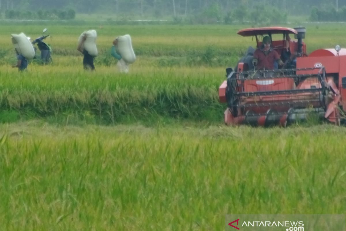 Ongkos panen padi di Abdya Turun