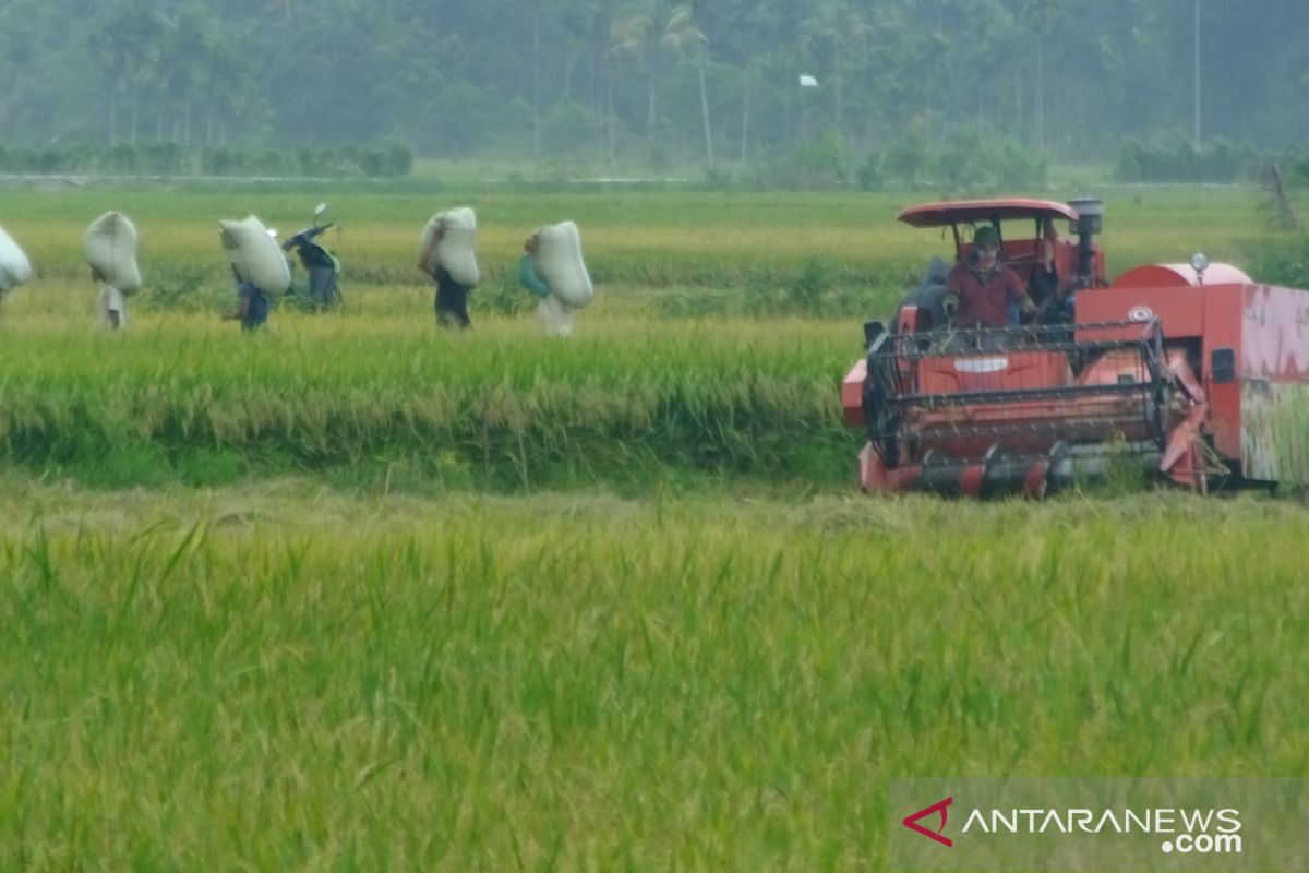 Hasil panen padi varietas M400 rugikan petani Abdya