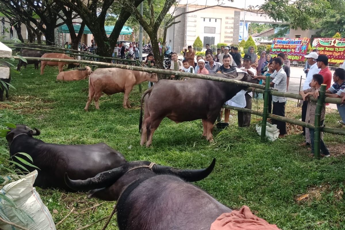 Expo ternak di Nagan Raya diduga pakai ternak sewaan dari luar daerah
