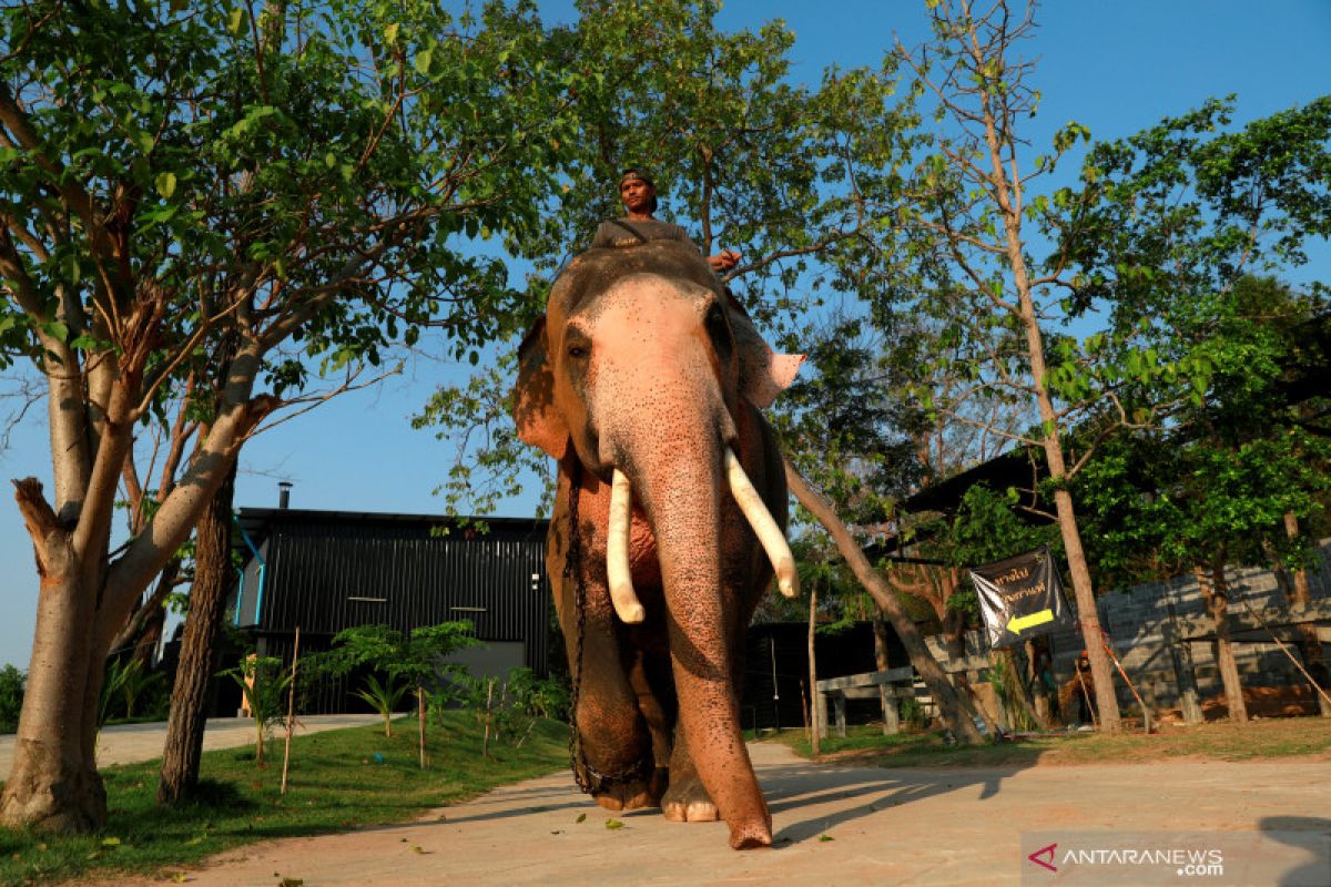 Enam gajah mati setelah jatuh ke air terjun di Thailand