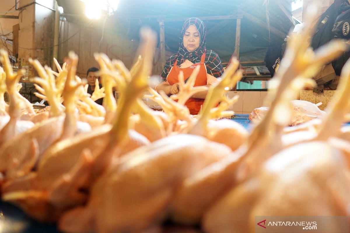 Harga daging ayam potong di Palembang bergerak naik