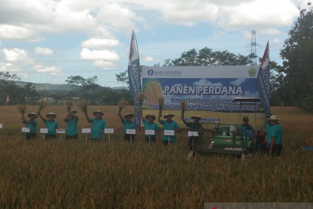 Petani Bantul panen perdana demplot padi binaan Bank Indonesia