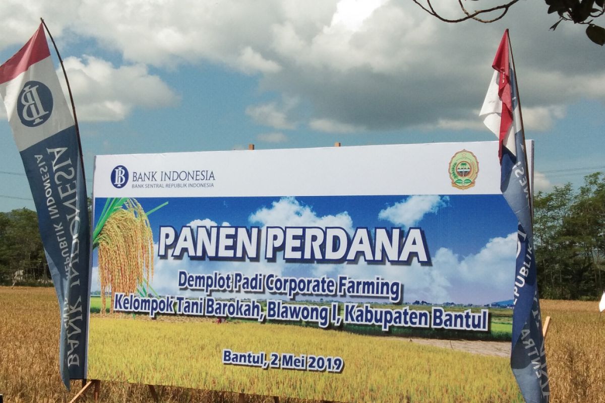 Pemkab mengharapkan demplot padi binaan Bank Indonesia sejahterakan petani