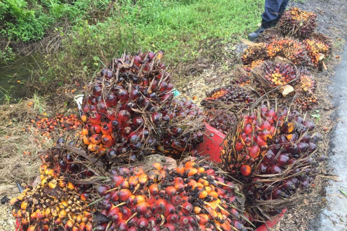 Harga sawit turun Rp55/kilogram