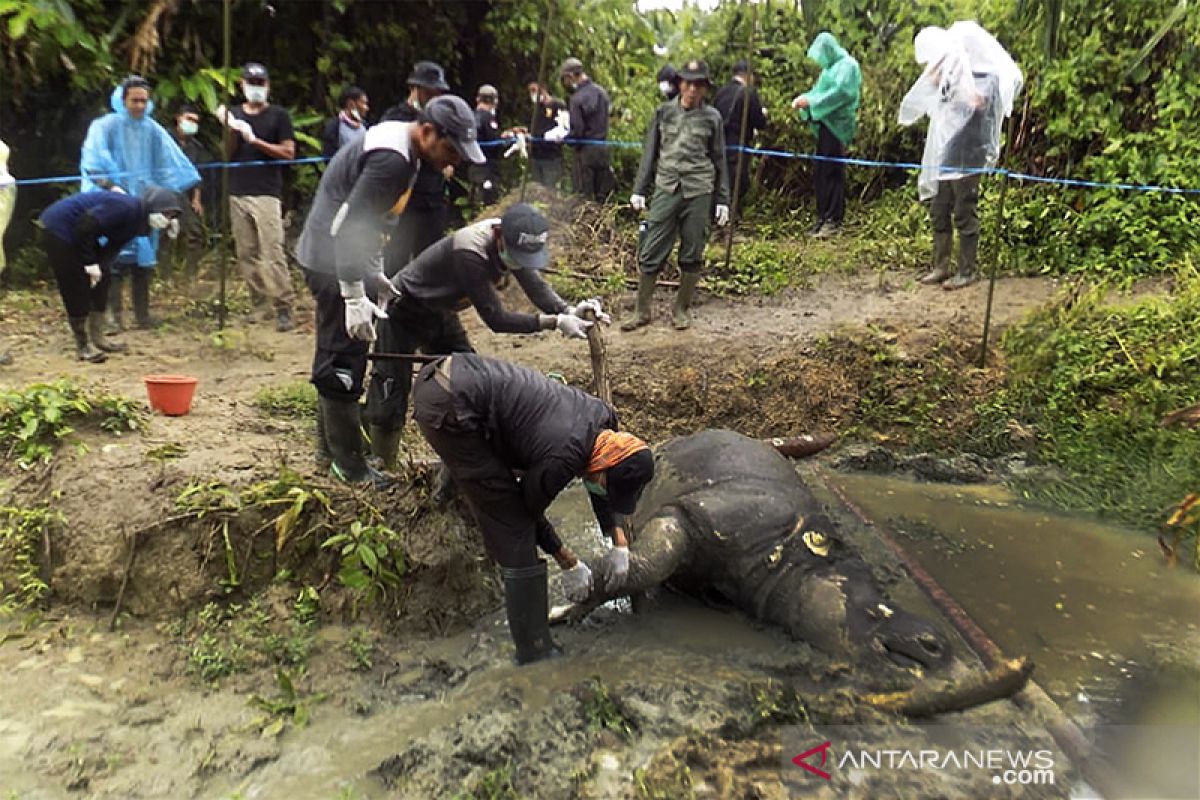 BTNUK Pandeglang belum pastikan kematian Badak Jawa