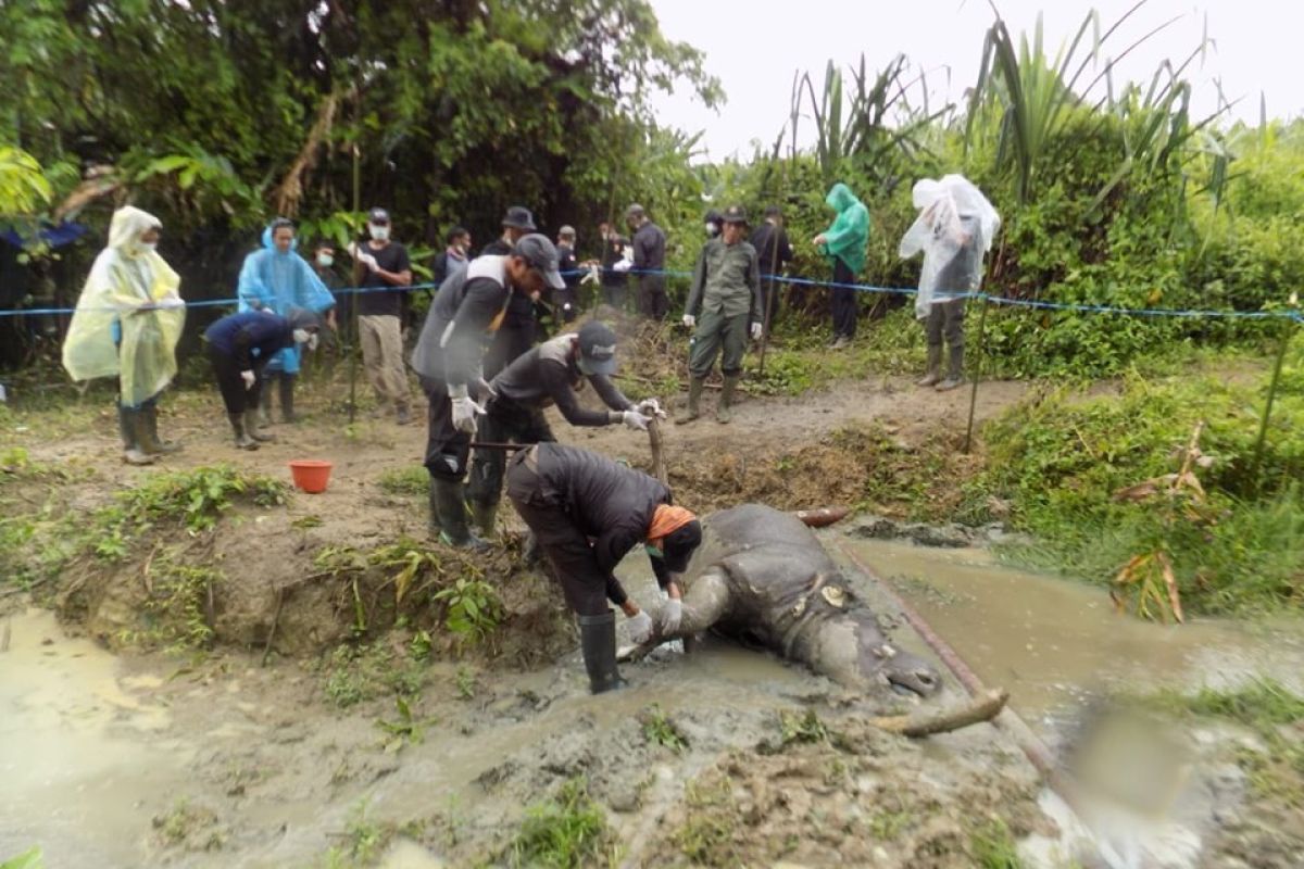 Balai TNUK Pandeglang belum pastikan kematian Badak Jawa