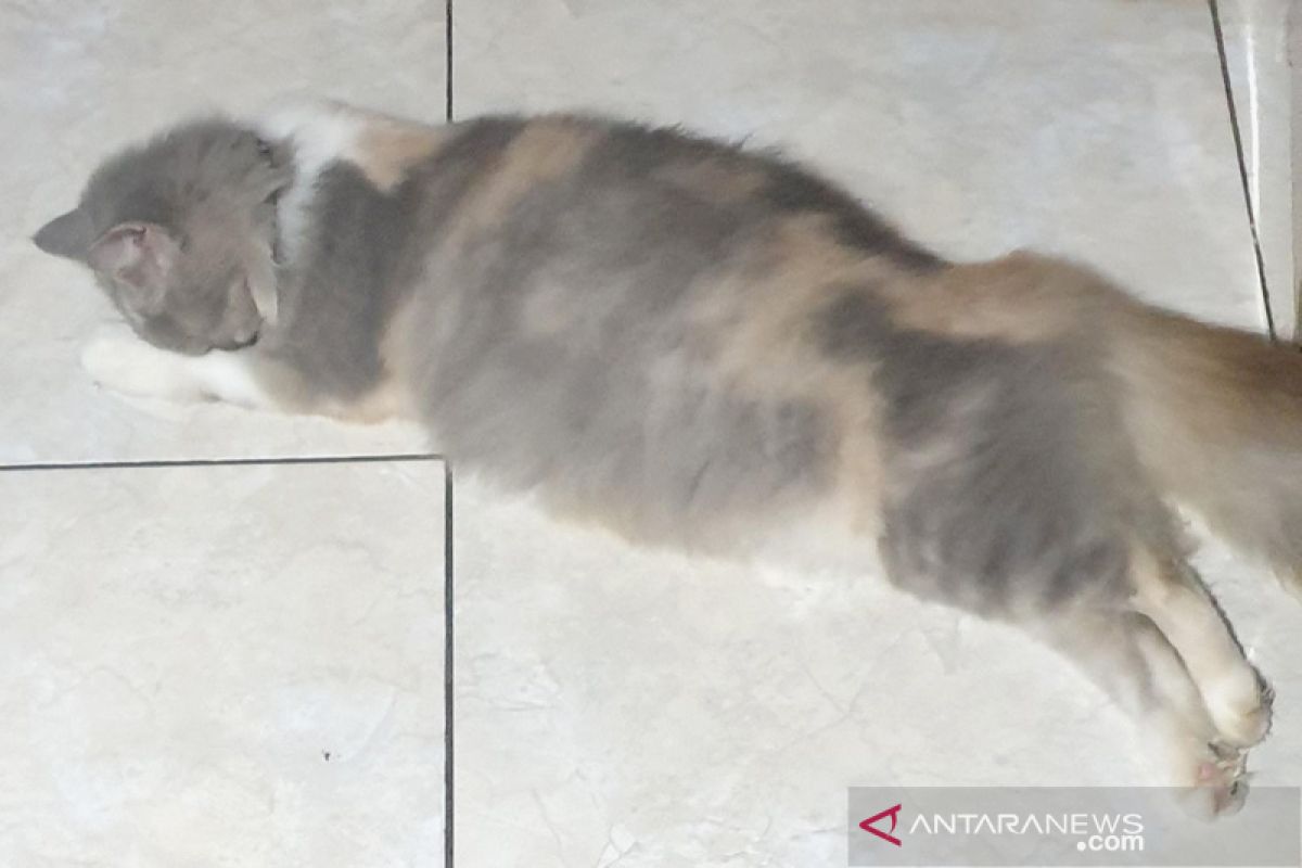 Bunuh kucing di pengering mesin cuci, pria Malaysia dibui 34 bulan