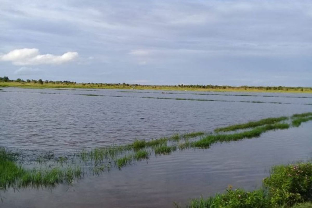 879 hektare sawah siap panen terendam banjir