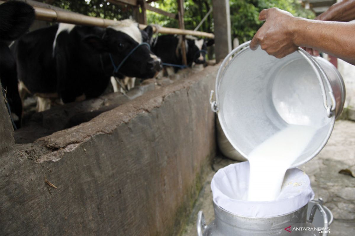 Minum susu sapi A2 jadi alternatif bagi penderita alergi susu