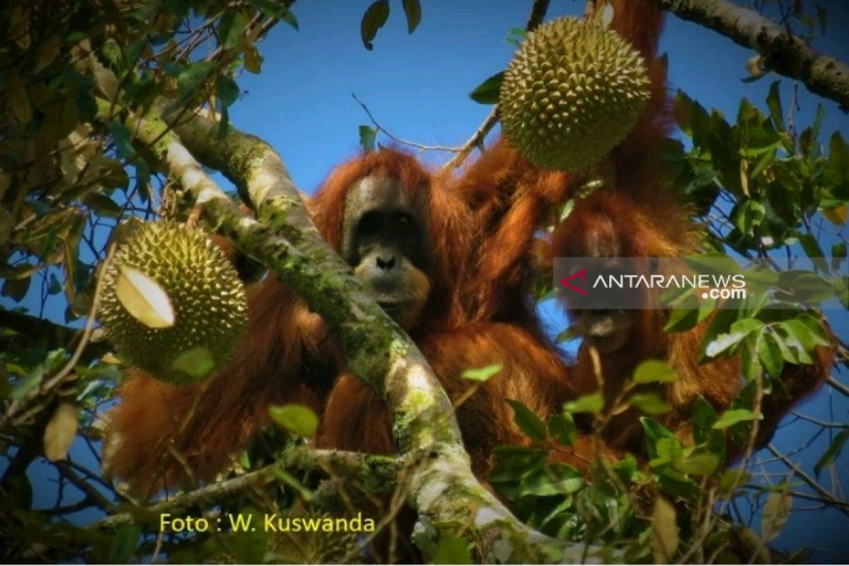 Ternyata! Orangutan Tapanuli suka buah durian
