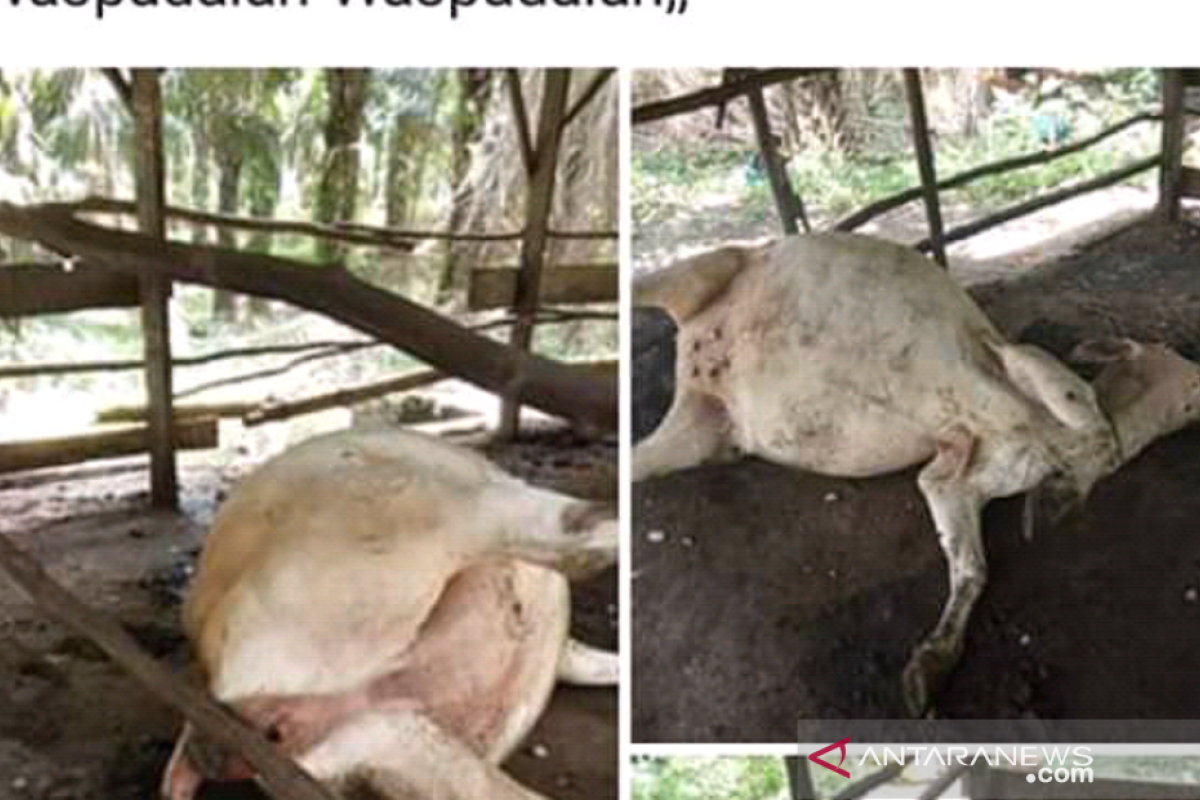 Kasus lembu diracun, warga diimbau hati-hati