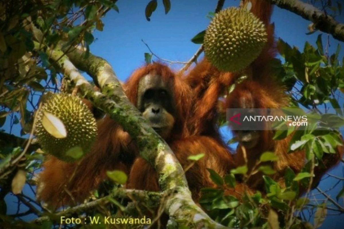 Orangutan di Tapanuli menyukai buah durian