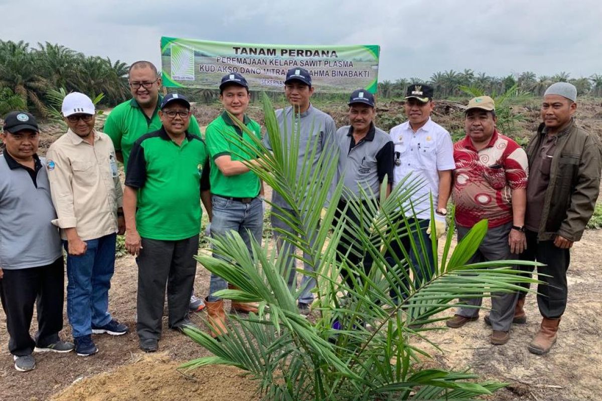 PT BBB laklukan peremajaan kebun sawit plasma