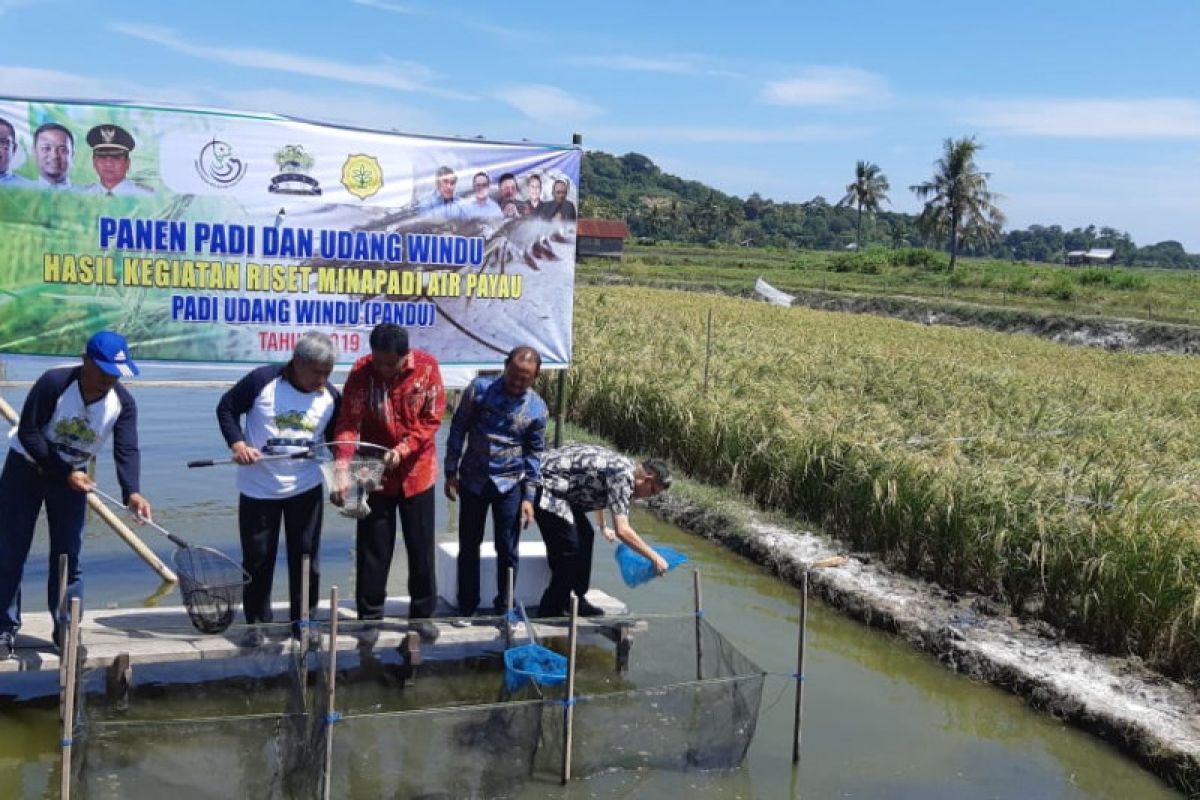 KKP-Kementan mengembangkan teknologi panen padi dan udang windu bersamaan