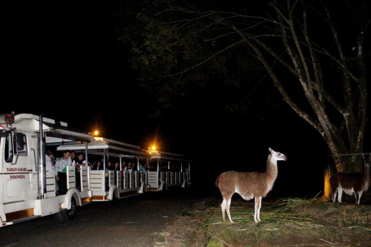 Taman Safari sediakan ngabuburit tunggangi kuda poni