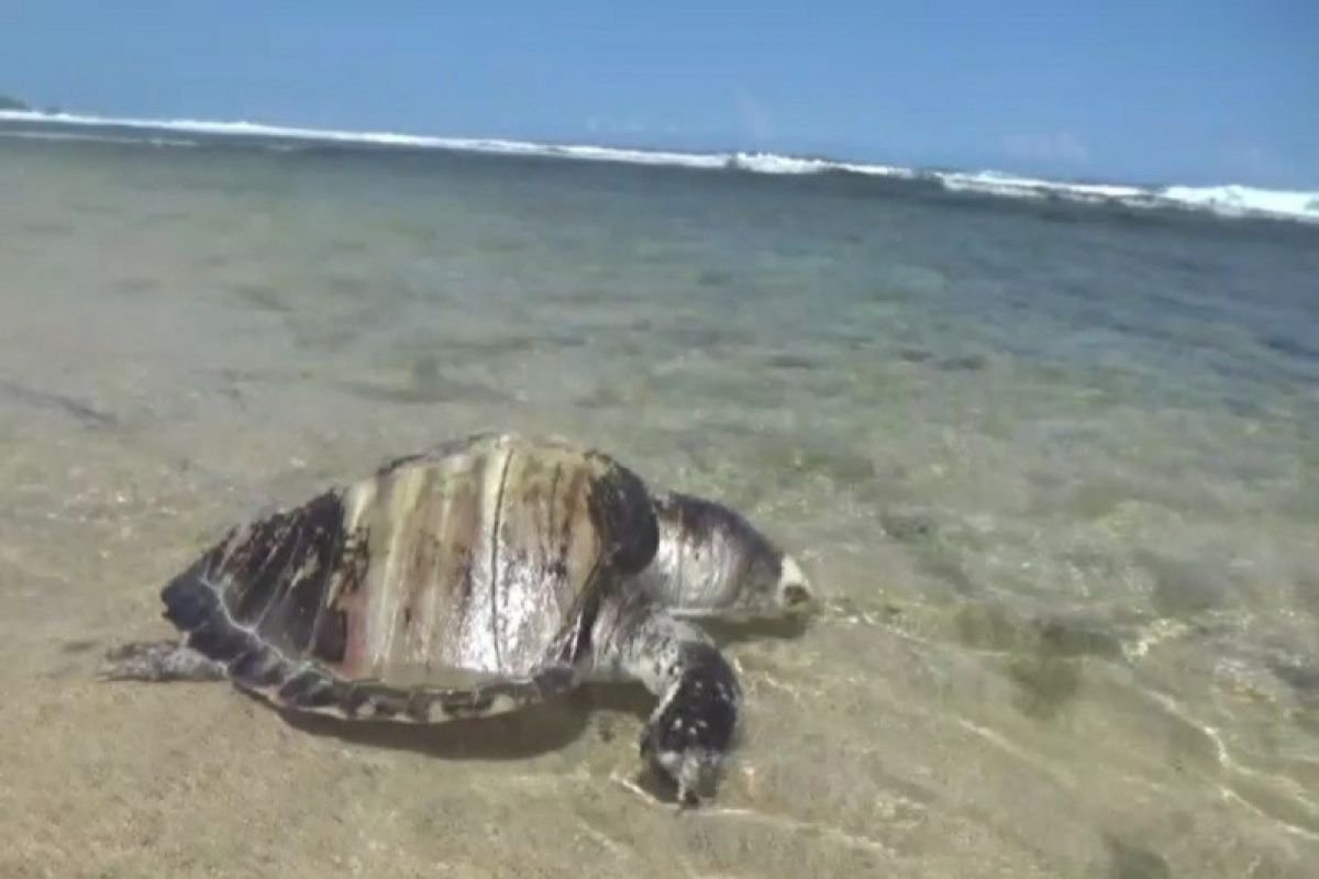 Ada bangkai penyu di Pantai Sepanjang