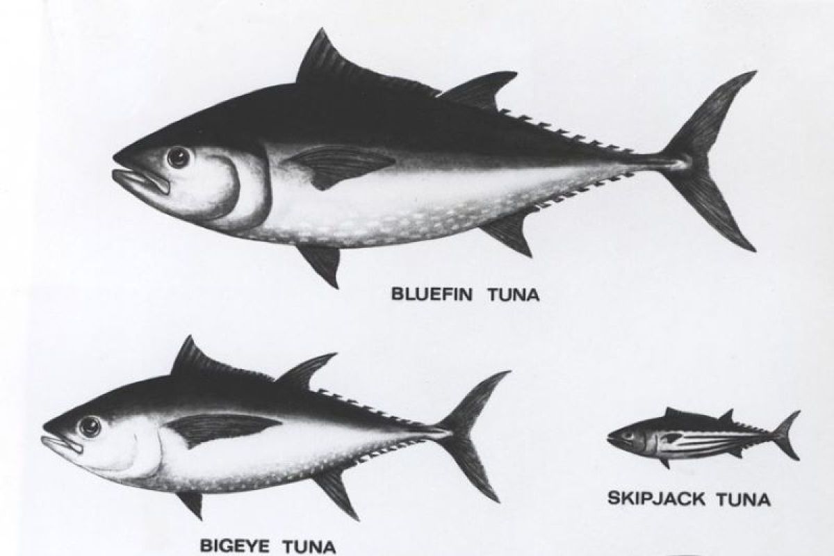 KKP-Asosiasi Perikanan promosikan industri tuna berkelanjutan