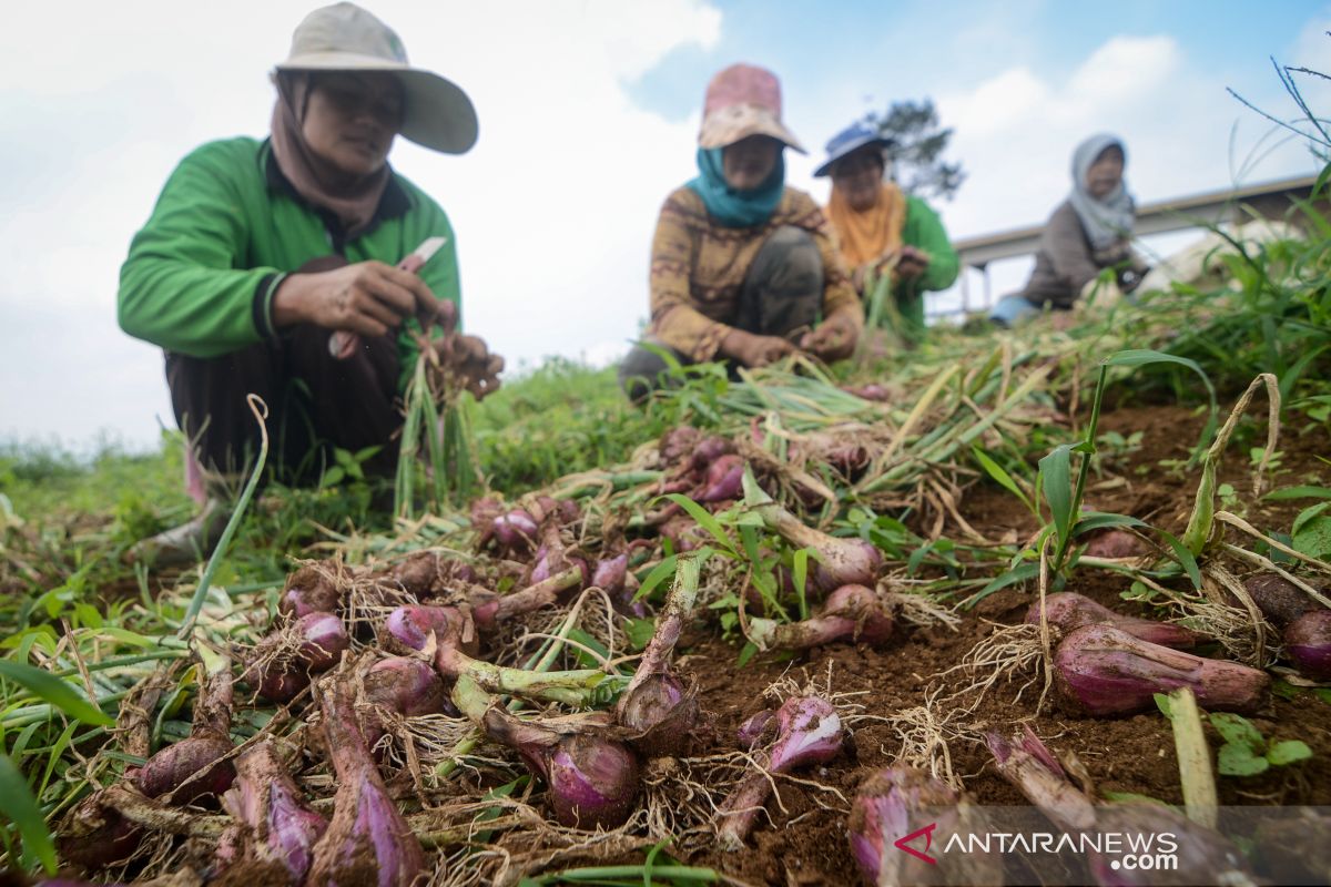 Kelompok tani dapat bantuan bibit bawang merah