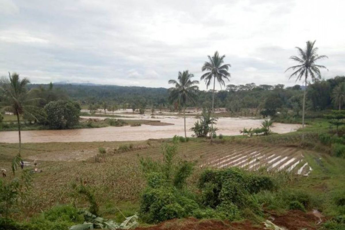 Sawah terdampak banjir di Rejang Lebong Bengkulu mencapai 90 hektare