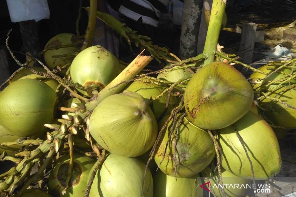 Warga Aceh Barat minati kelapa muda sebagai menu berbuka