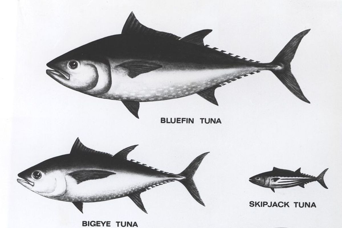 KKP-Association of Fisheries promote sustainable tuna industry
