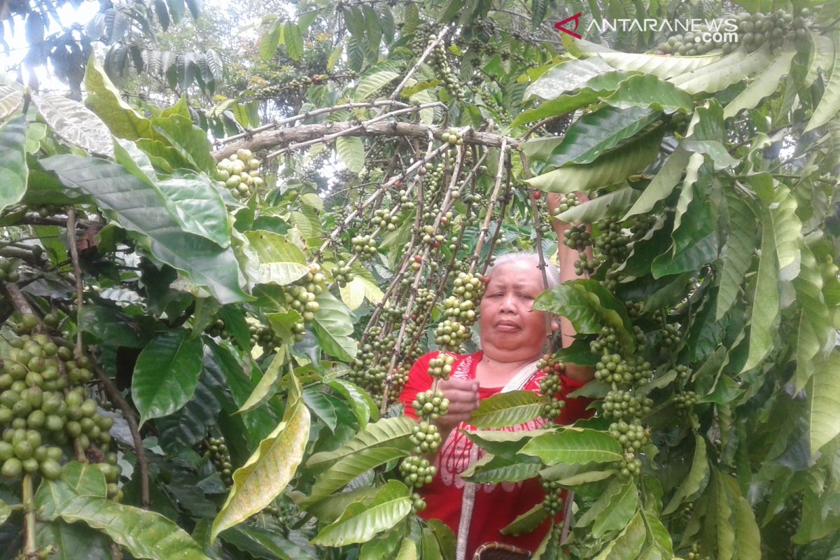 Petani Rejang Lebong terima program kopi sambung