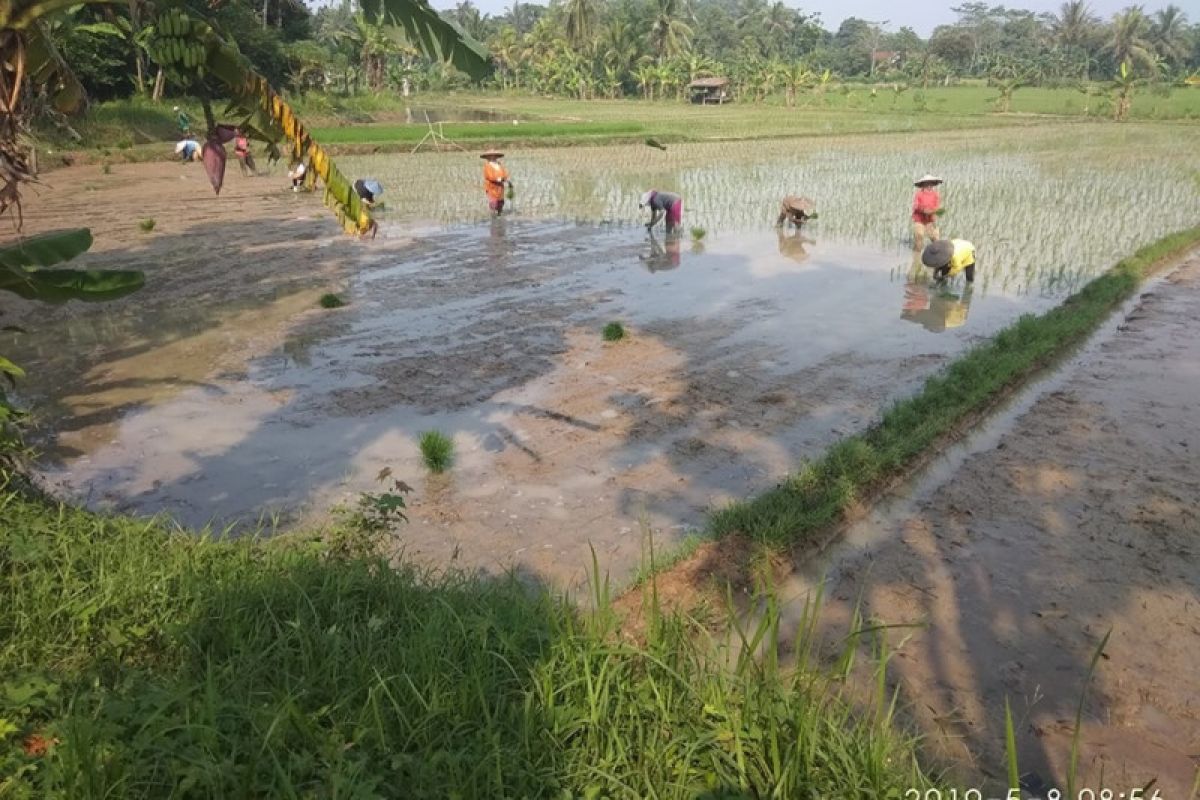 Petani Lebak percepat penanaman padi