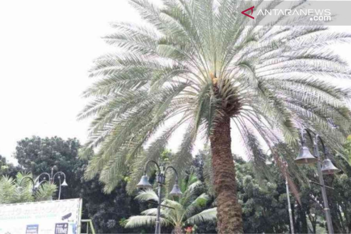 Pohon kurma di Masjid Al-Barkah Bekasi mulai berbuah