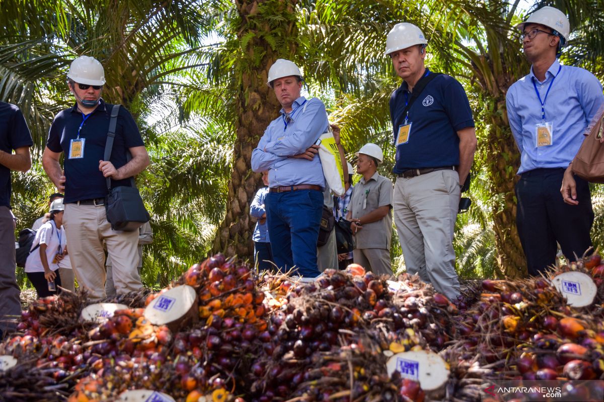 Usai Lebaran harga sawit Riau turun Rp4,88/Kg