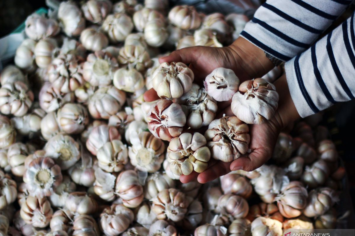 Harga bawang putih di berbagai daerah segera stabil