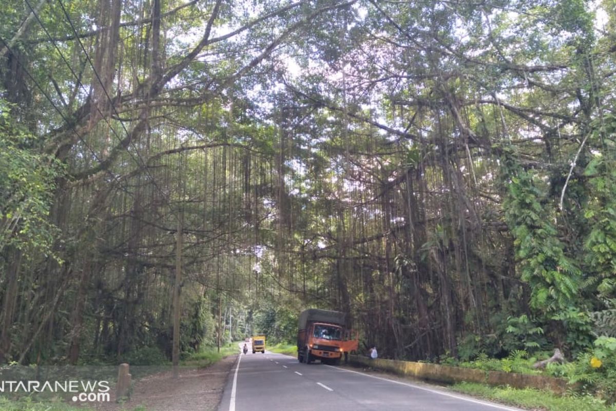 BKSDA Sumbar berkomitmen jadikan rimbo panti destinasi, luasnya 571,5 hektare