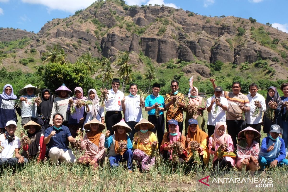 Demplot Pupuk Kaltim tingkatkan produktifitas bawang merah petani Bima hingga 30 persen