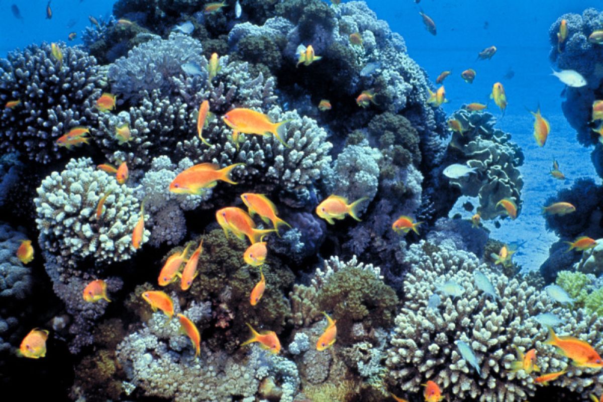 Indonesia:  Pentingnya perlindungan terumbu karang global